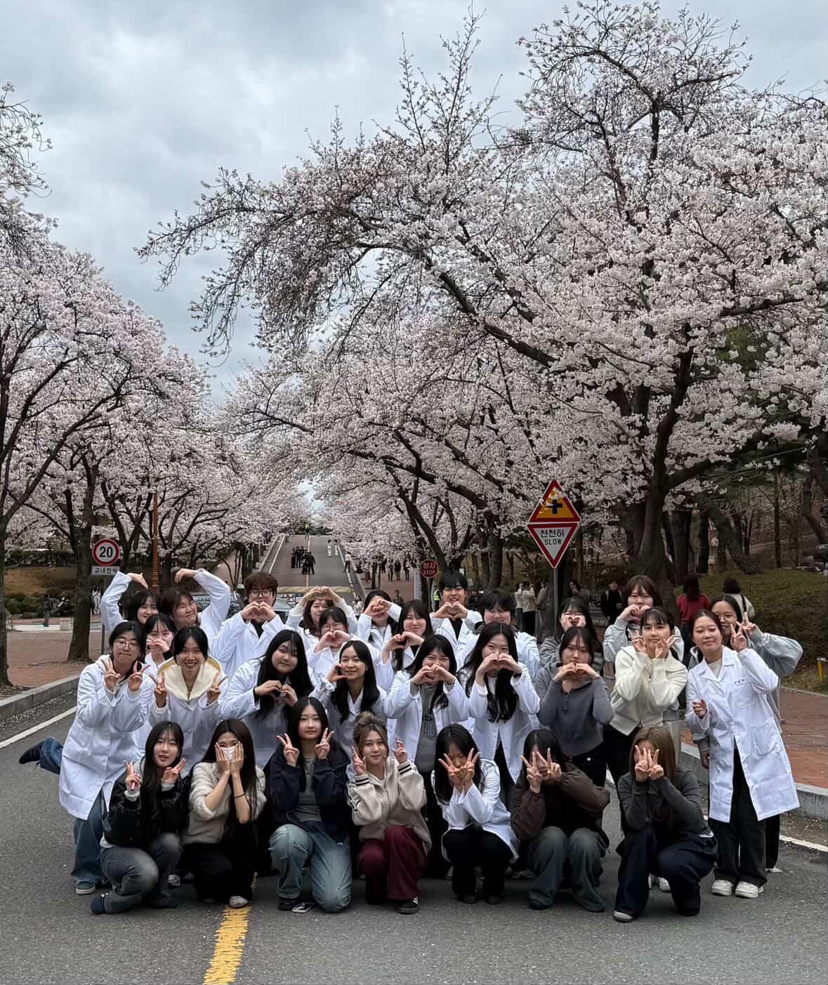 벚꽃사진.jpg 첨부 이미지